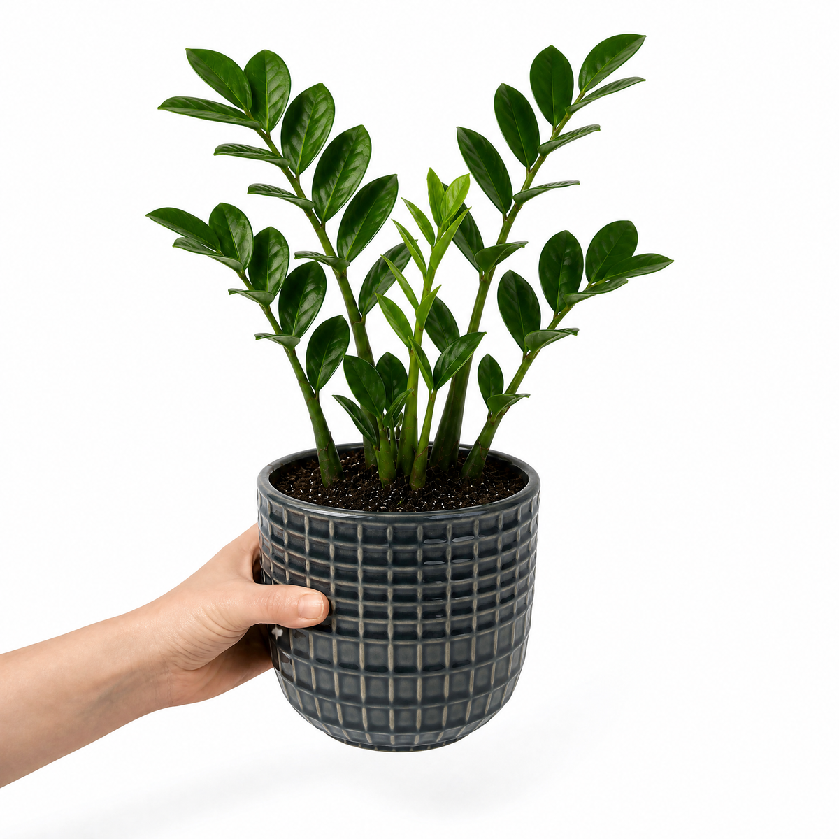 A ZZ Plant (Zamioculcas zamiifolia) with glossy dark green leaves.