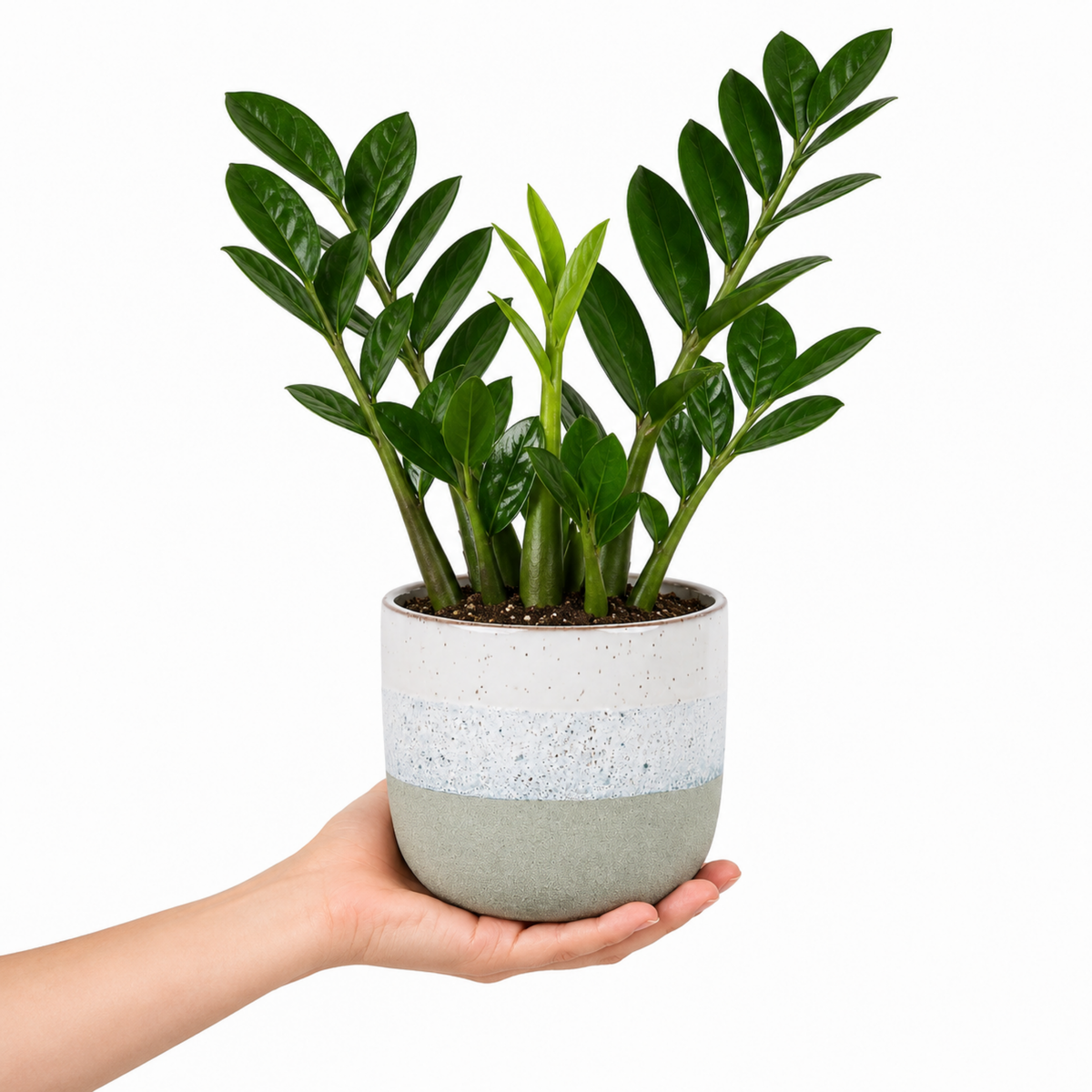 A ZZ Plant (Zamioculcas zamiifolia) with glossy dark green leaves.