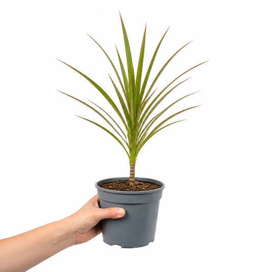Dracaena marginata Dragon Tree houseplant with green, red-edged arching leaves.