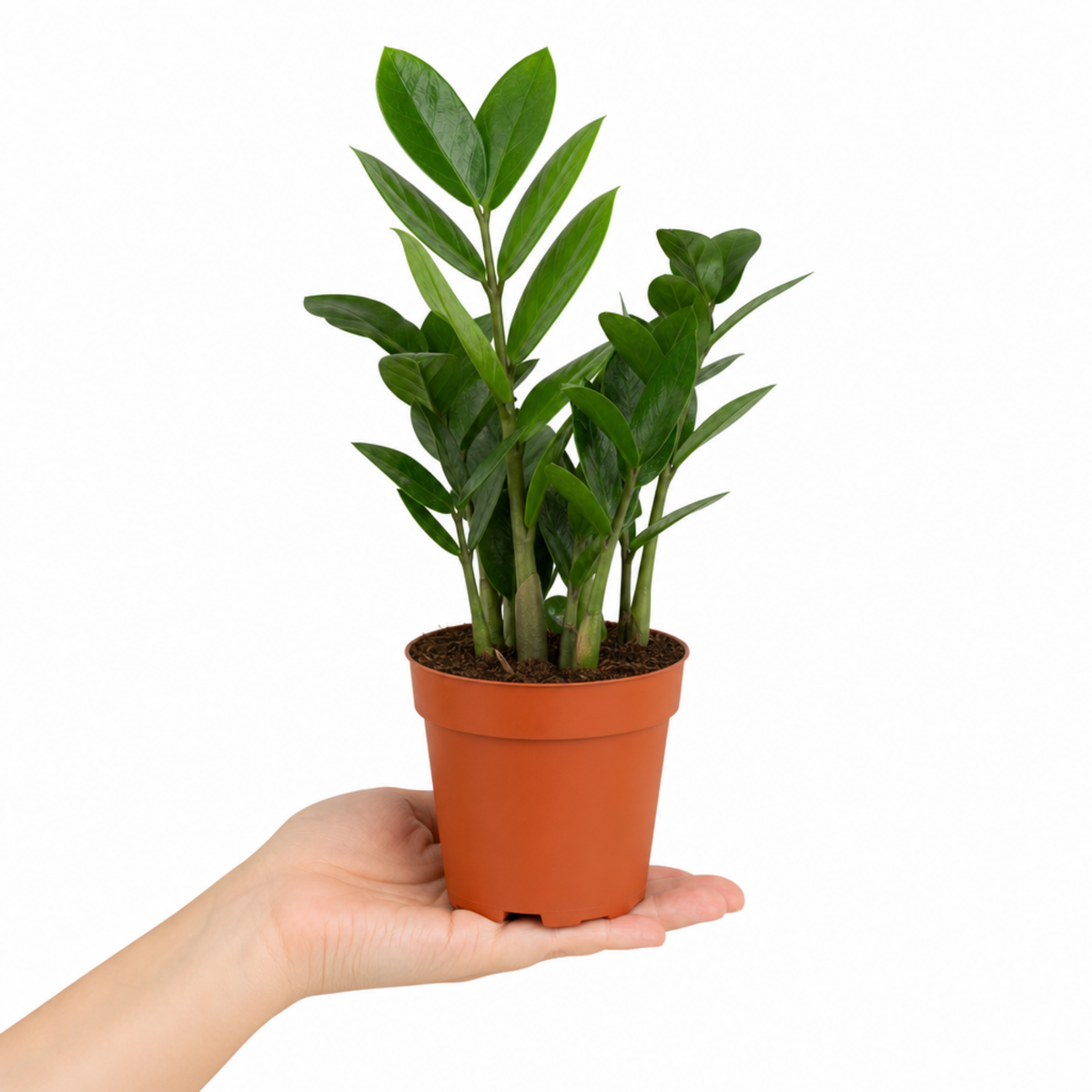 ZZ Plant with glossy dark green foliage in a pot.