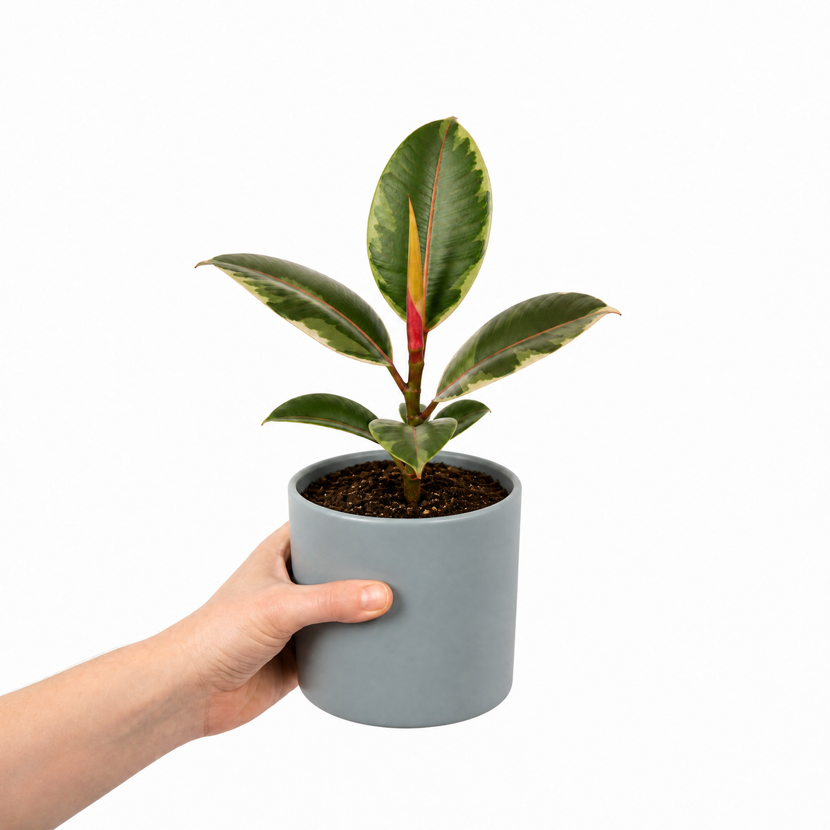Ficus elastica 'Belize' rubber plant with glossy green, pink-red marked leaves.
