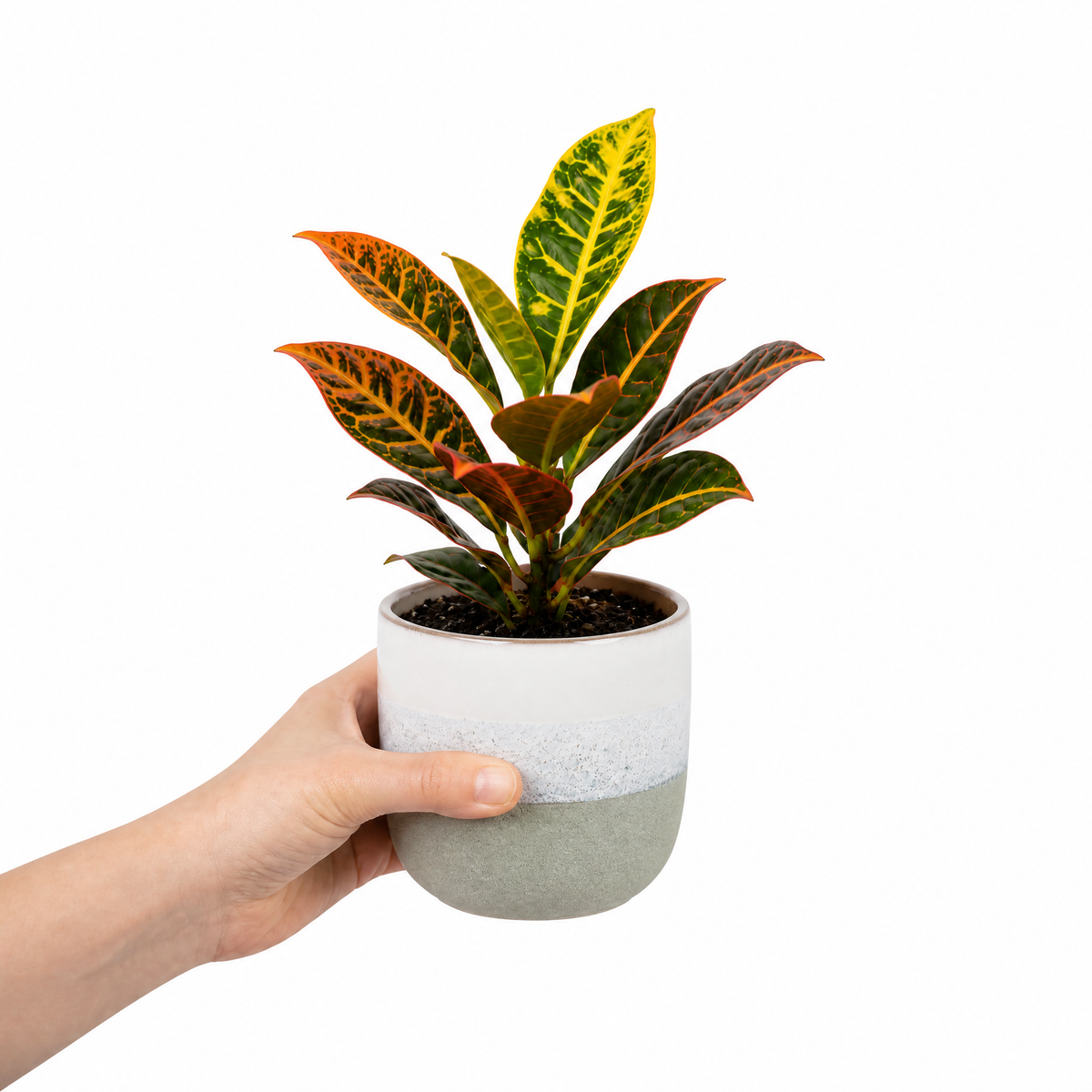 Croton 'Petra' houseplant with red, orange, yellow and green variegated leaves.