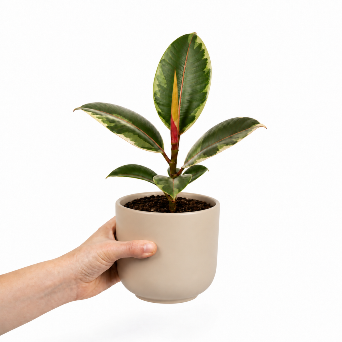 Ficus elastica 'Belize' rubber plant with glossy green, pink-red marked leaves.