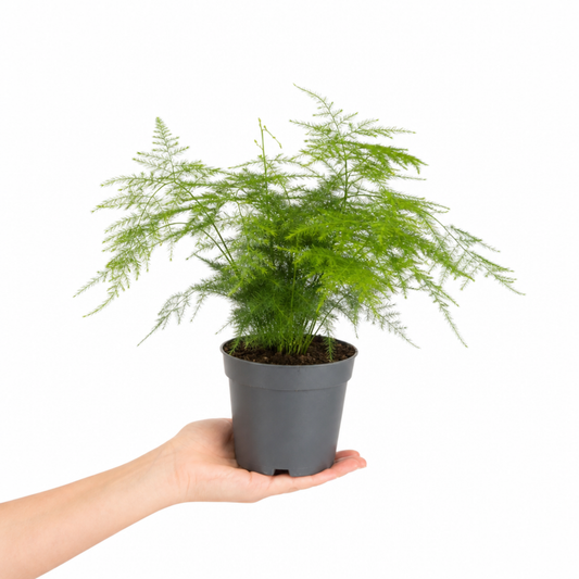 A green asparagus fern houseplant with feathery, bright green foliage in a pot.