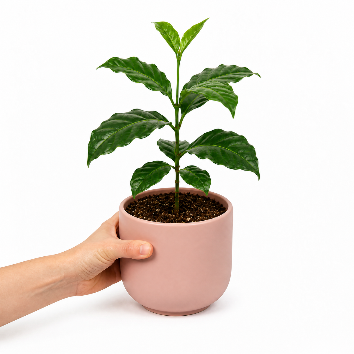 Coffea arabica coffee plant with glossy dark green leaves.