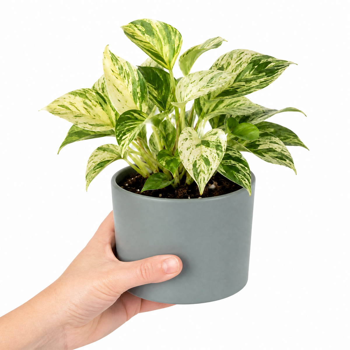 Marble Queen Pothos plant with green and white variegated trailing leaves.