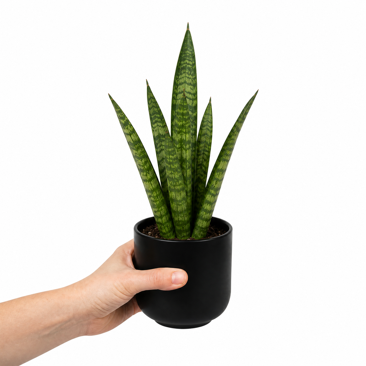A snake plant with upright green leaves banded in creamy yellow, in a pot.