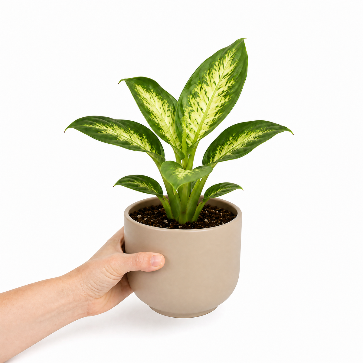 Dieffenbachia Dumb Cane with green and creamy-yellow variegated leaves
