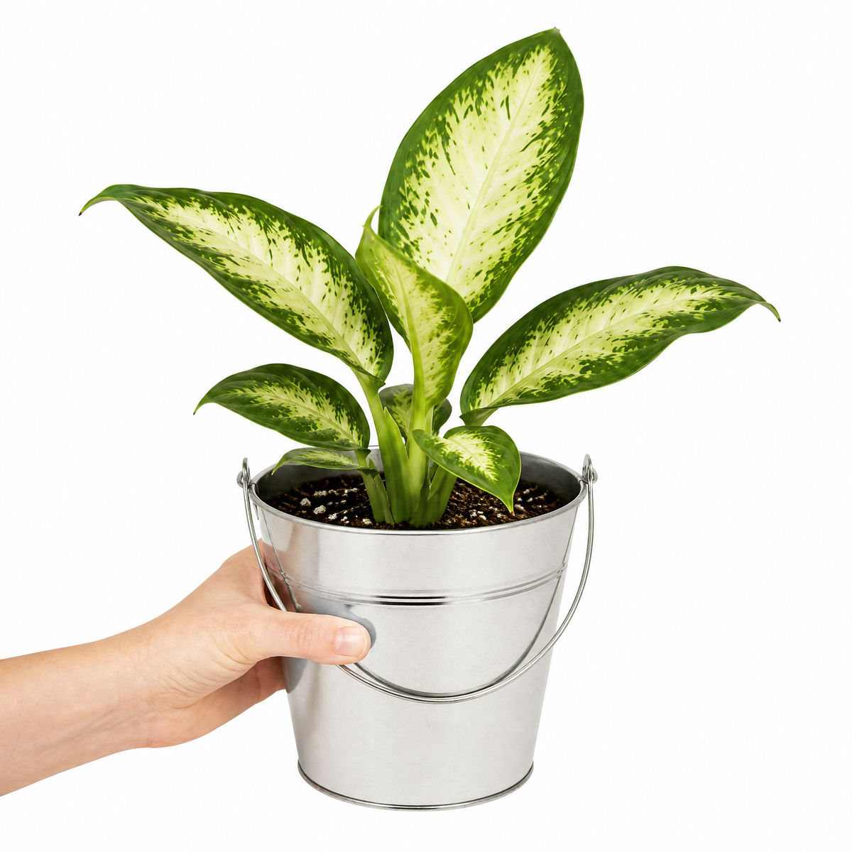 Dieffenbachia Dumb Cane houseplant with cream and green variegated leaves.
