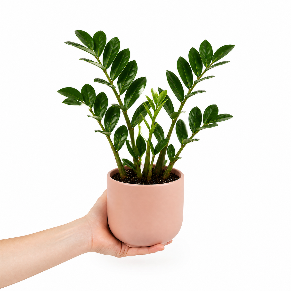 A ZZ Plant (Zamioculcas zamiifolia) with glossy dark green leaves.
