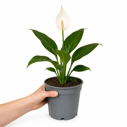 Peace Lily houseplant with white flowers and glossy dark green leaves.
