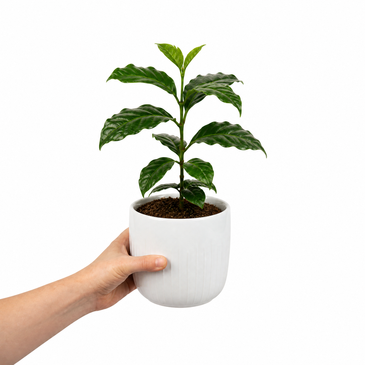 Coffea arabica coffee plant with glossy dark green leaves.