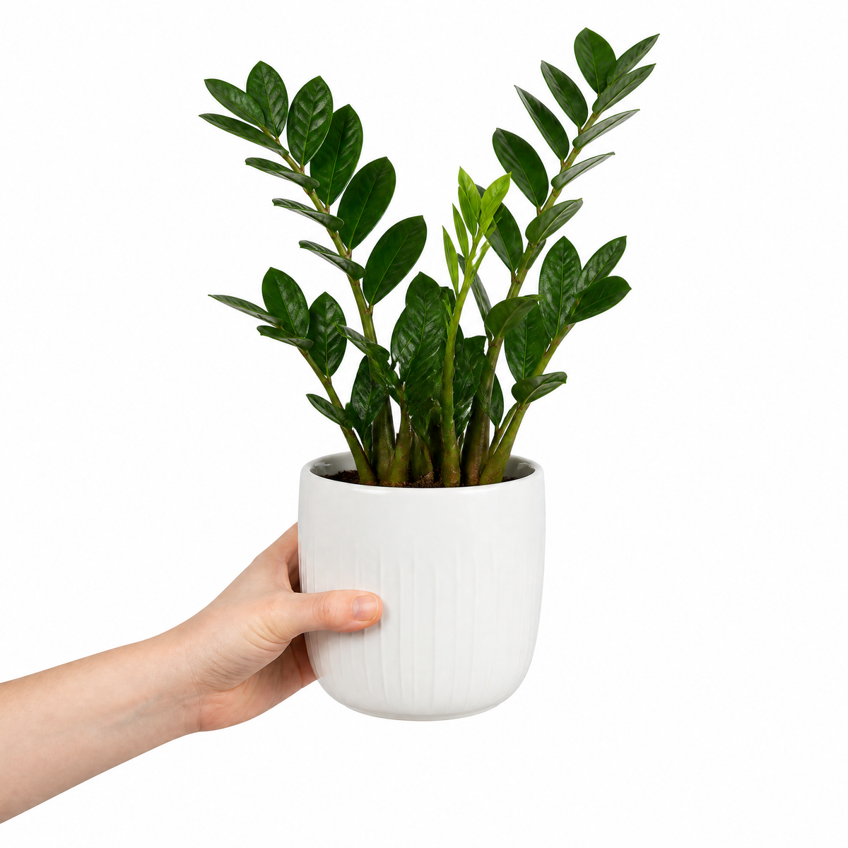 A ZZ Plant (Zamioculcas zamiifolia) with glossy dark green leaves.