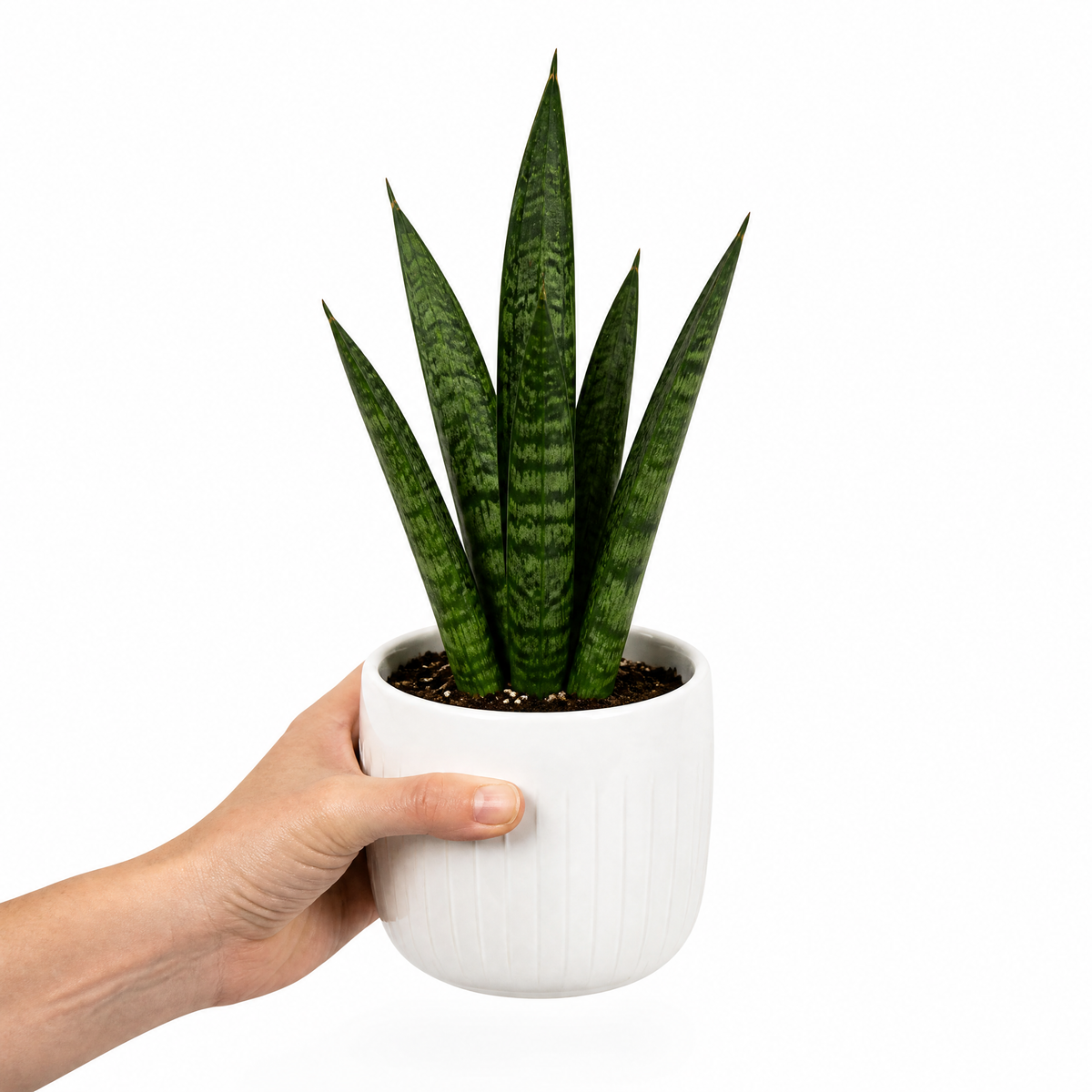 A snake plant with upright green leaves banded in creamy yellow, in a pot.