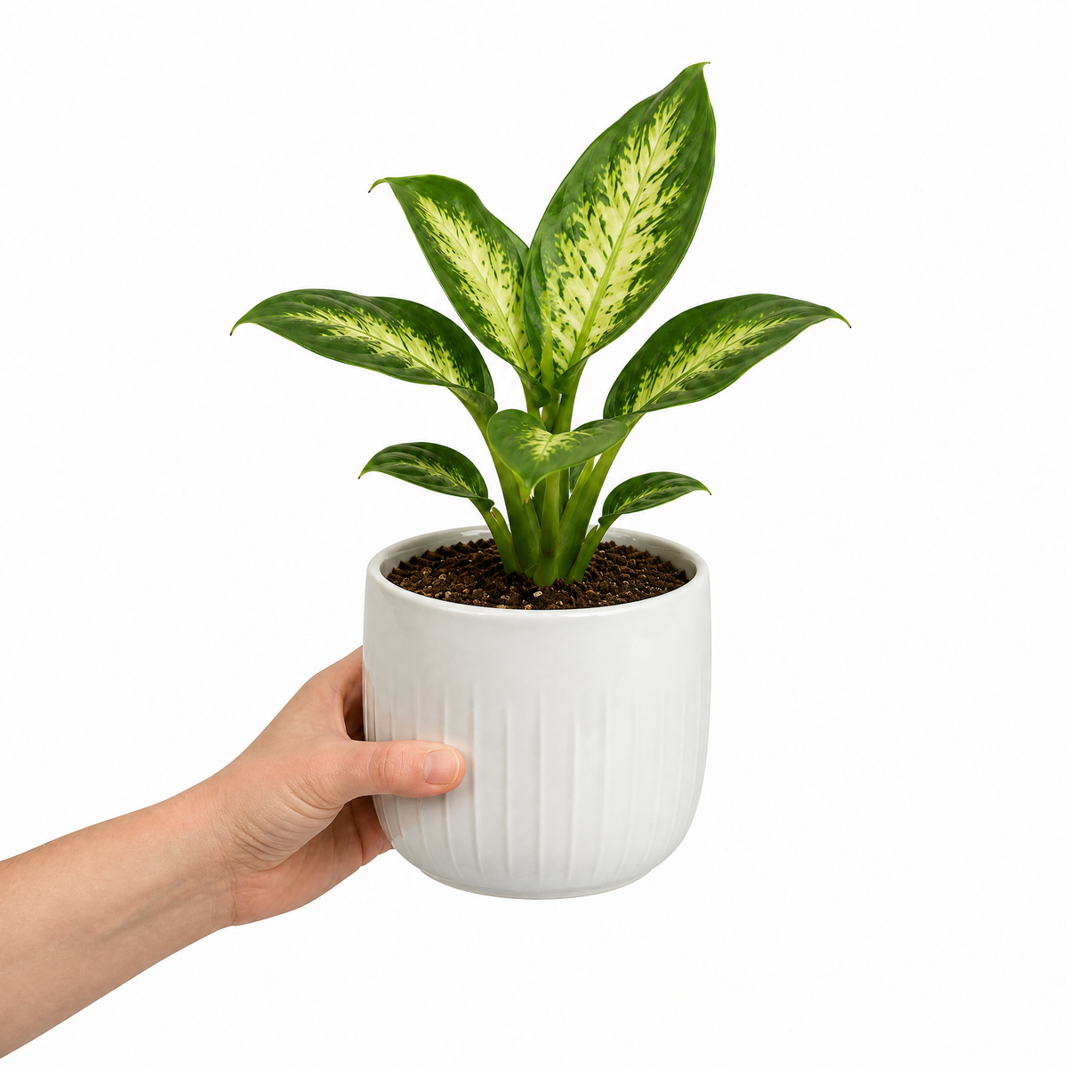 Dieffenbachia Dumb Cane with green and creamy-yellow variegated leaves
