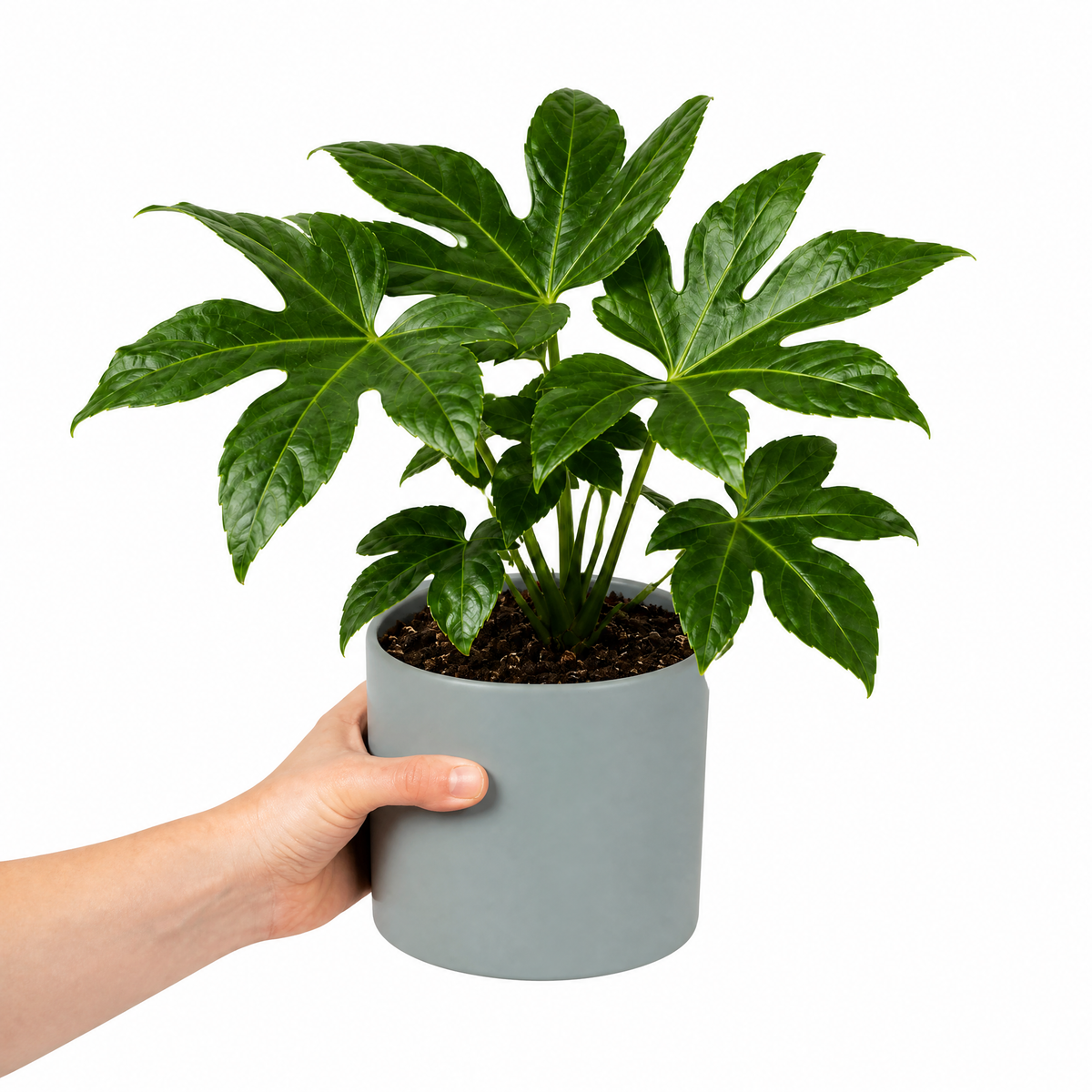 Fatsia japonica paper plant with large glossy green leaves.