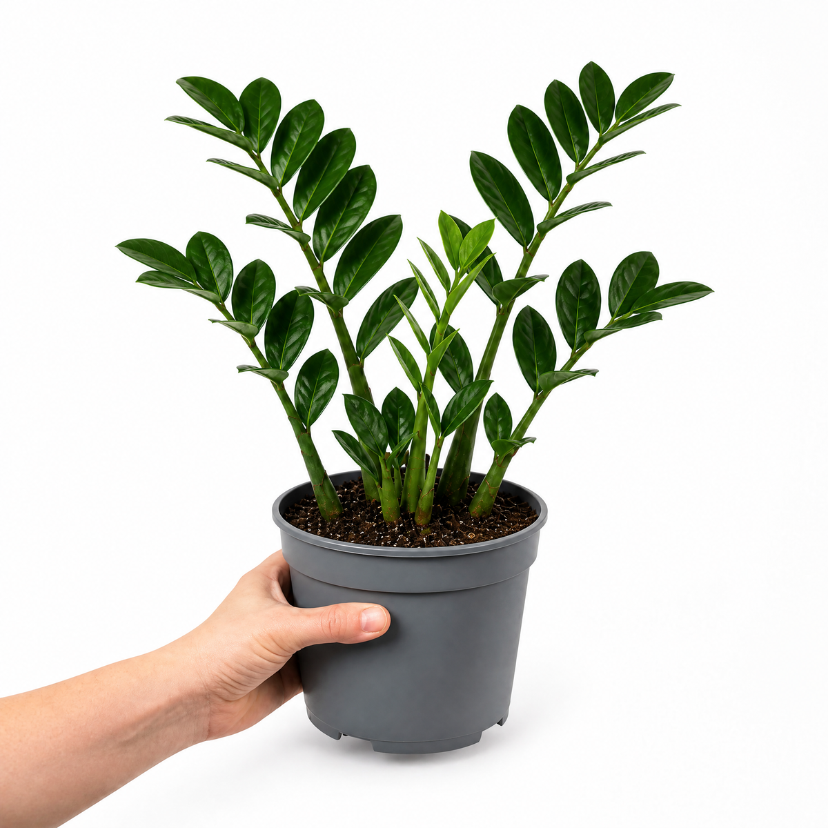 A ZZ Plant (Zamioculcas zamiifolia) with glossy dark green leaves.