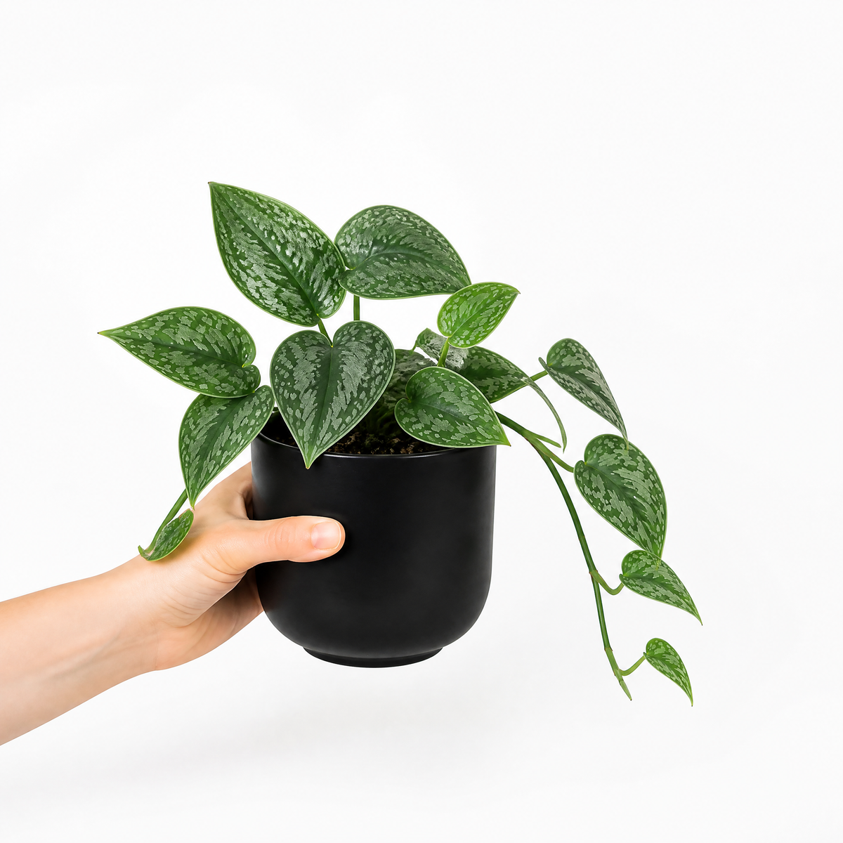 Satin Pothos houseplant with silver-variegated green trailing leaves.
