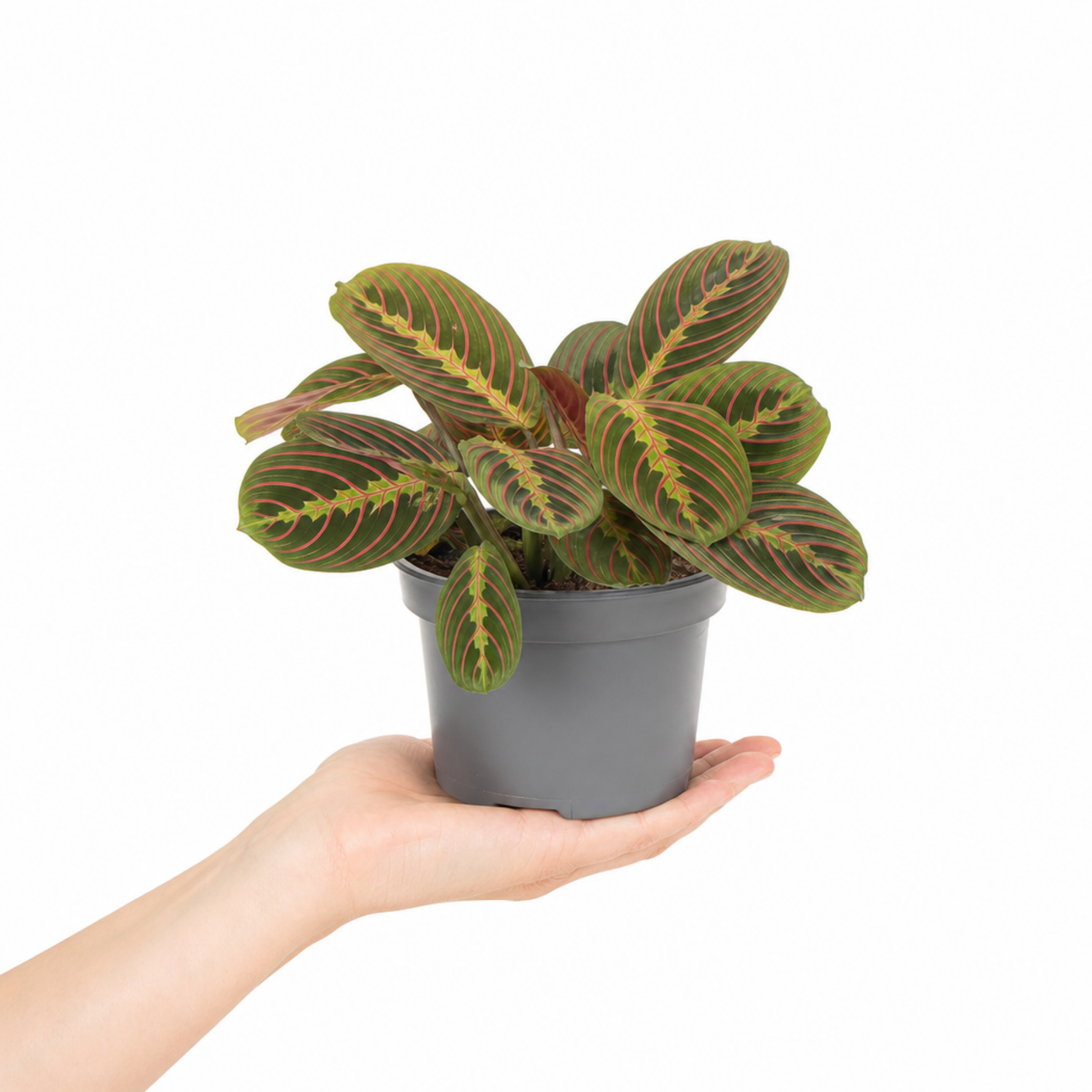 Maranta Fascinator prayer plant with deep green, red-veined leaves.