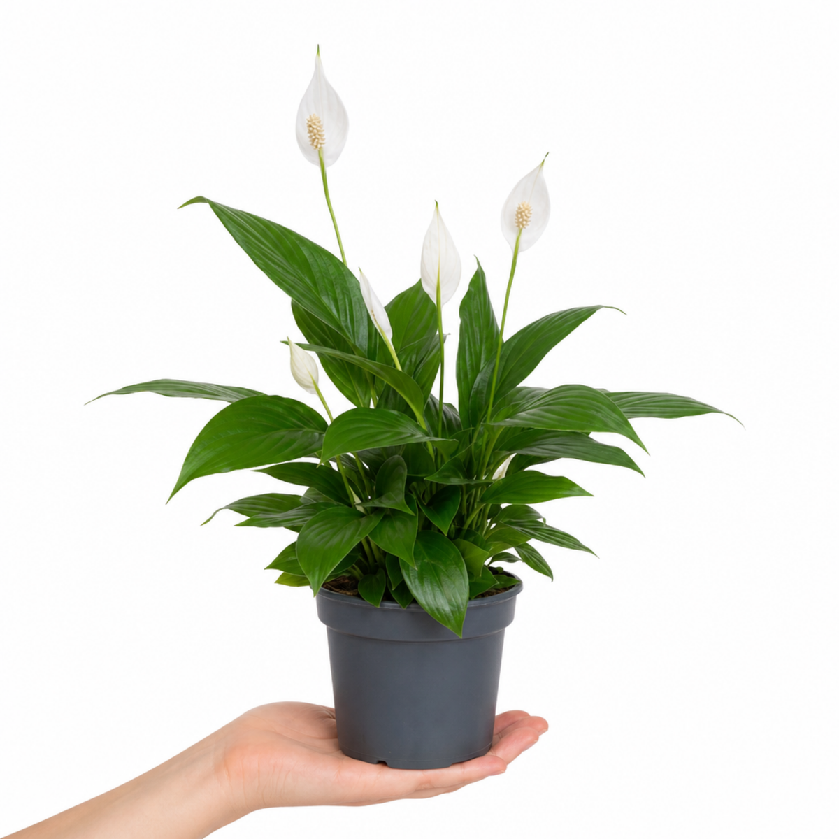 A peace lily houseplant with glossy green leaves and white flowers in a pot.