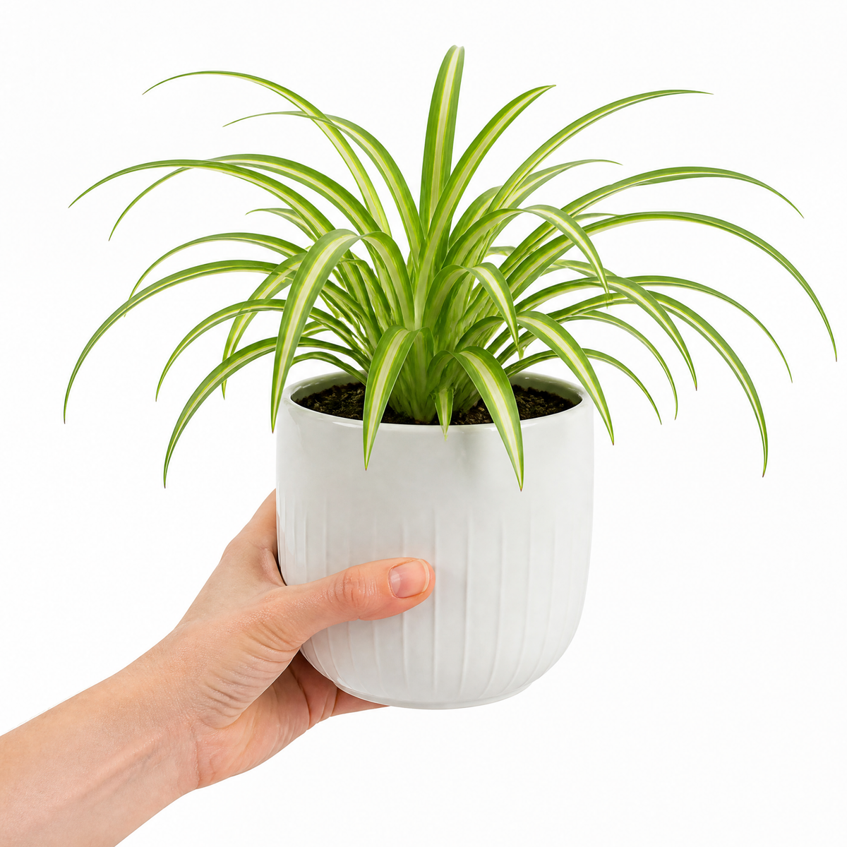 Spider plant with trailing green and white striped leaves.