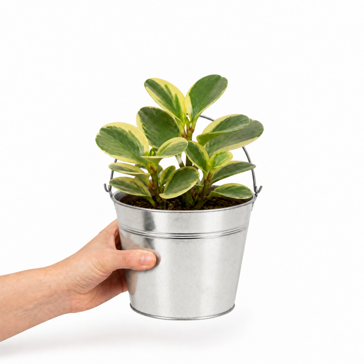 Peperomia obtusifolia 'Variegata' houseplant with creamy white and green variegated leaves.