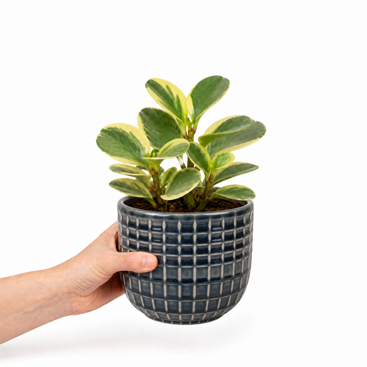 Peperomia obtusifolia 'Variegata' houseplant with creamy white and green variegated leaves.