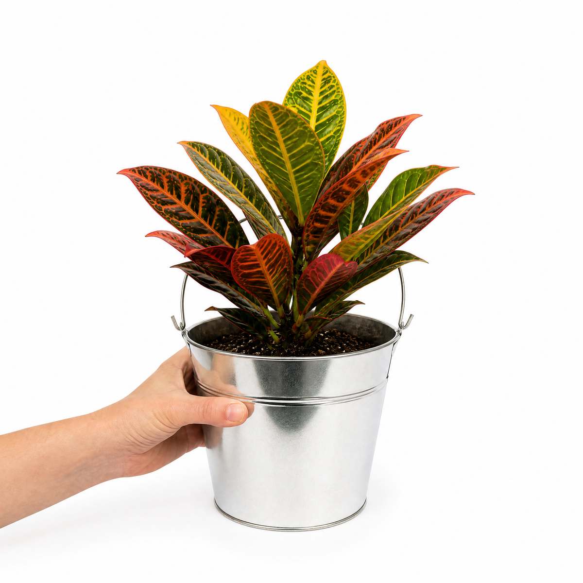 Croton 'Petra' houseplant with red, orange, yellow and green variegated leaves.