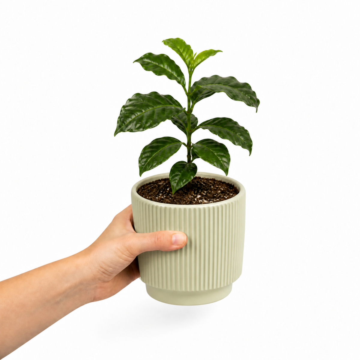 Coffea arabica coffee plant with glossy dark green leaves.