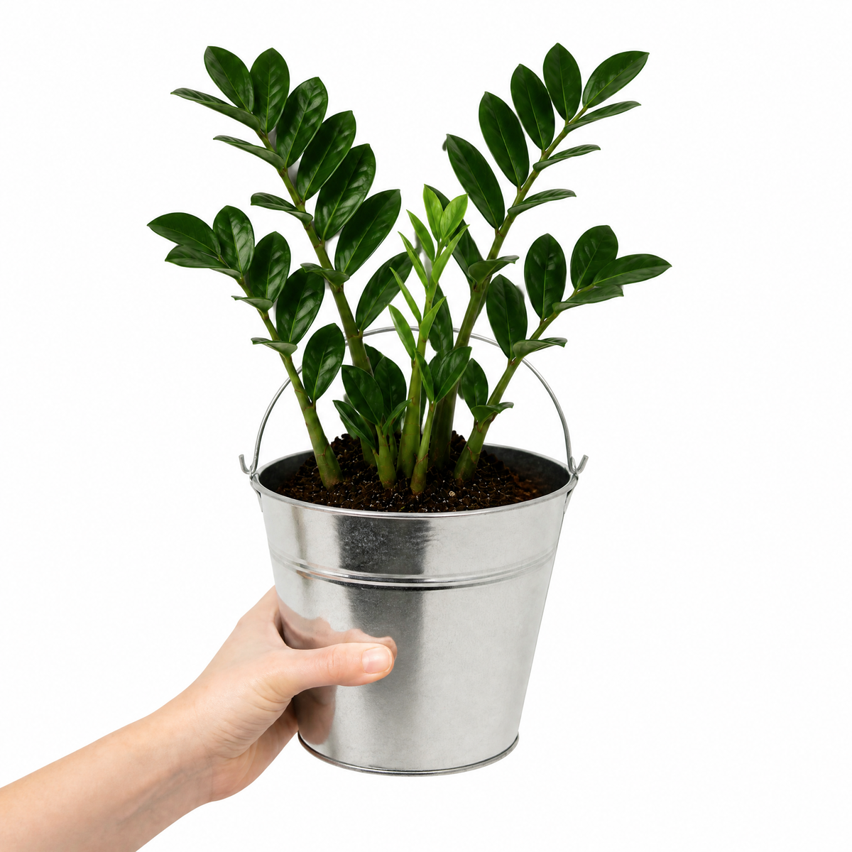 A ZZ Plant (Zamioculcas zamiifolia) with glossy dark green leaves.