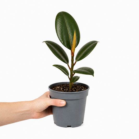 Ficus elastica 'Robusta' Rubber Plant with large glossy dark green leaves in a plastic nursery pot.