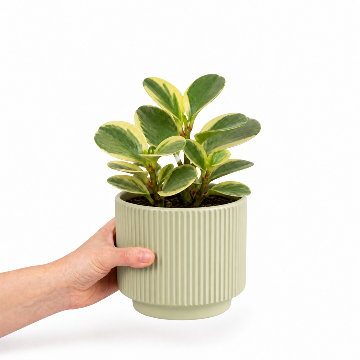 Peperomia obtusifolia 'Variegata' houseplant with creamy white and green variegated leaves.