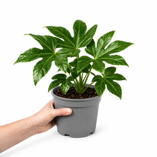 Fatsia japonica paper plant with large glossy green leaves.