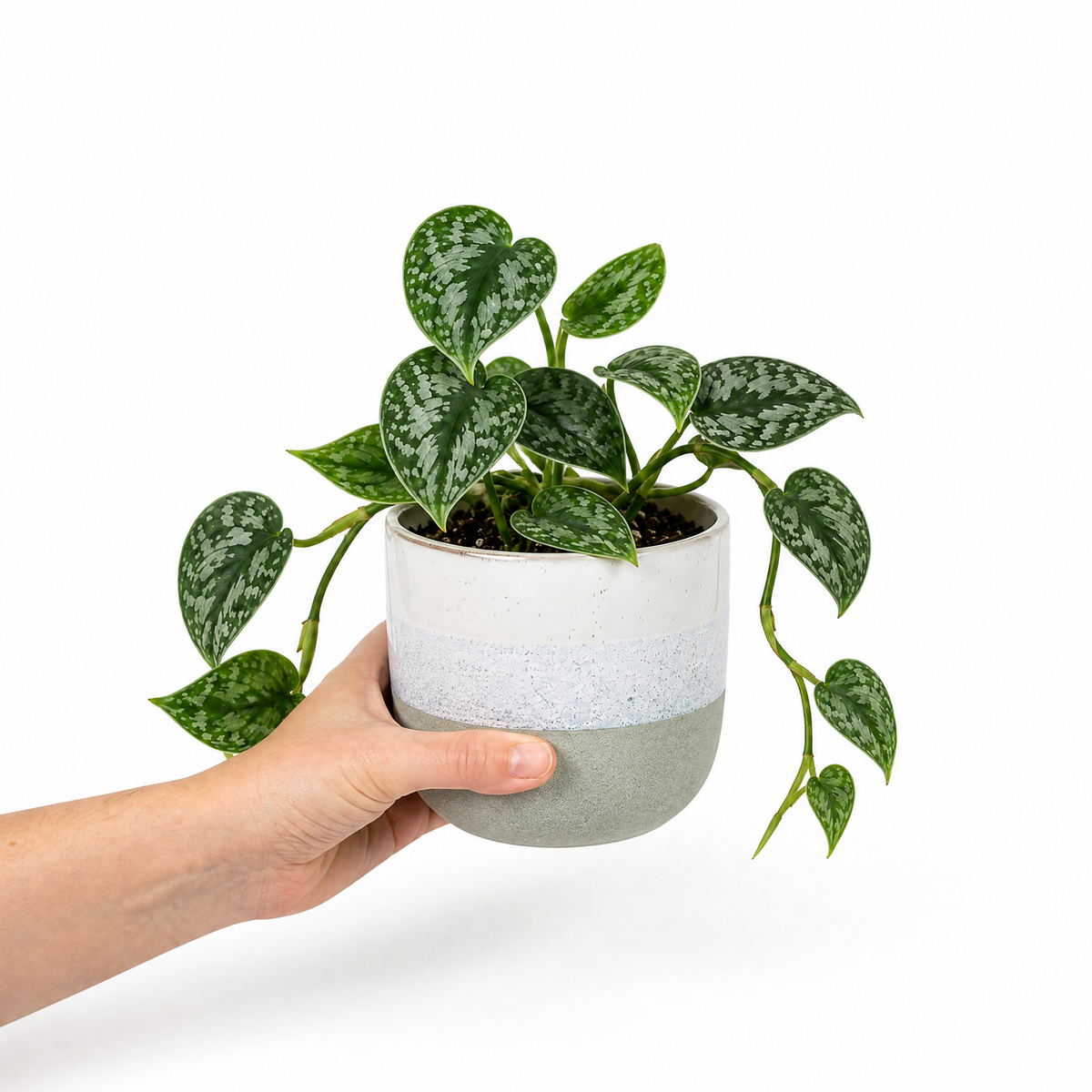 Satin Pothos houseplant with silver-variegated green trailing leaves.