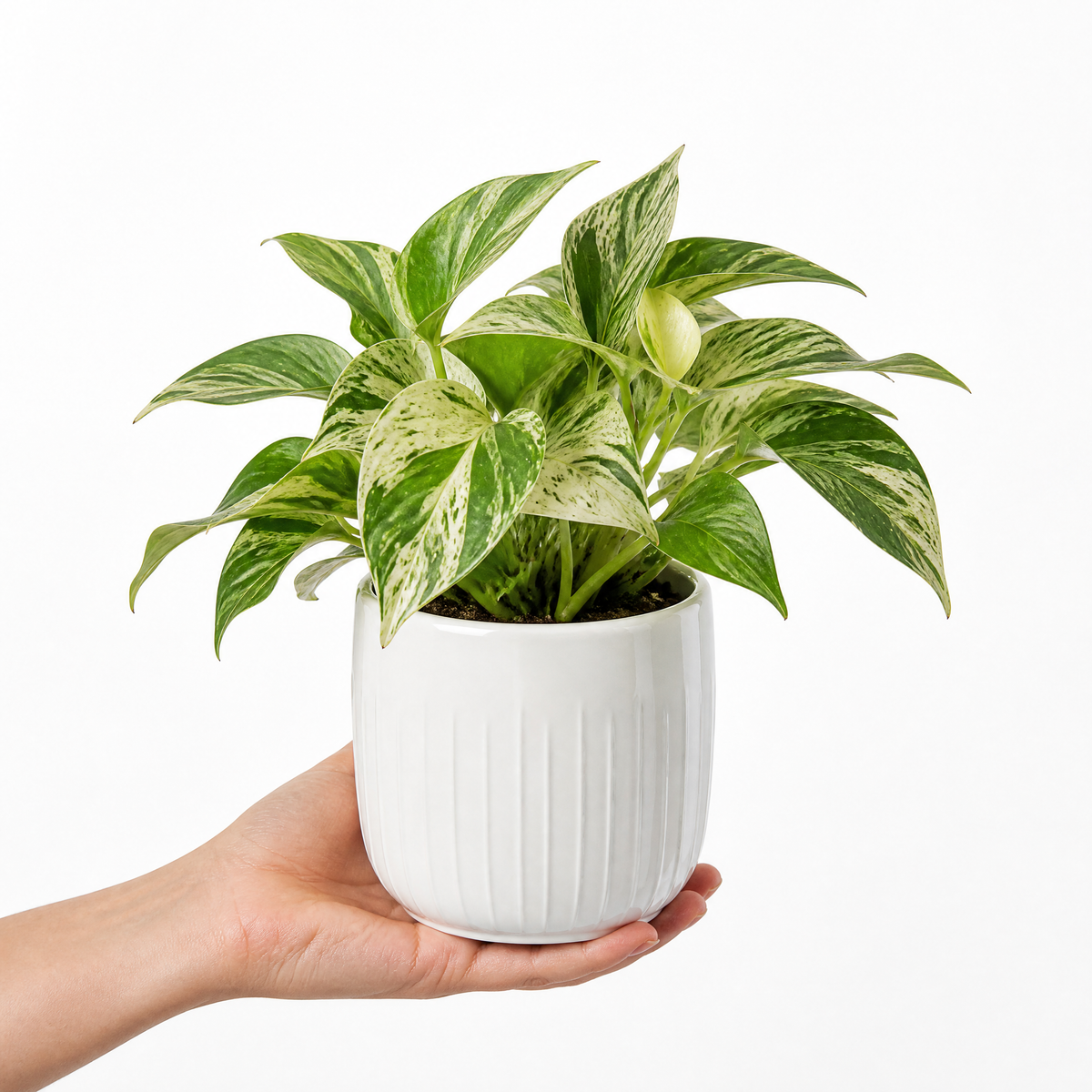 Marble Queen Pothos plant with green and white variegated trailing leaves.