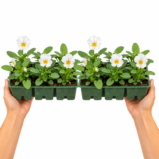 White polyanthus flowers with yellow centres above rosettes of green leaves.