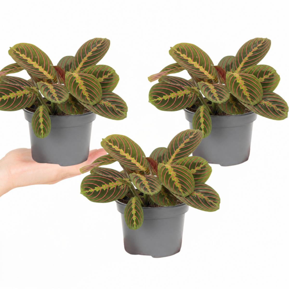 Maranta Fascinator prayer plant with deep green, red-veined leaves.