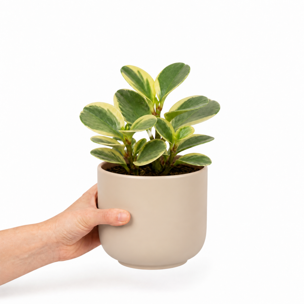 Peperomia obtusifolia 'Variegata' houseplant with creamy white and green variegated leaves.
