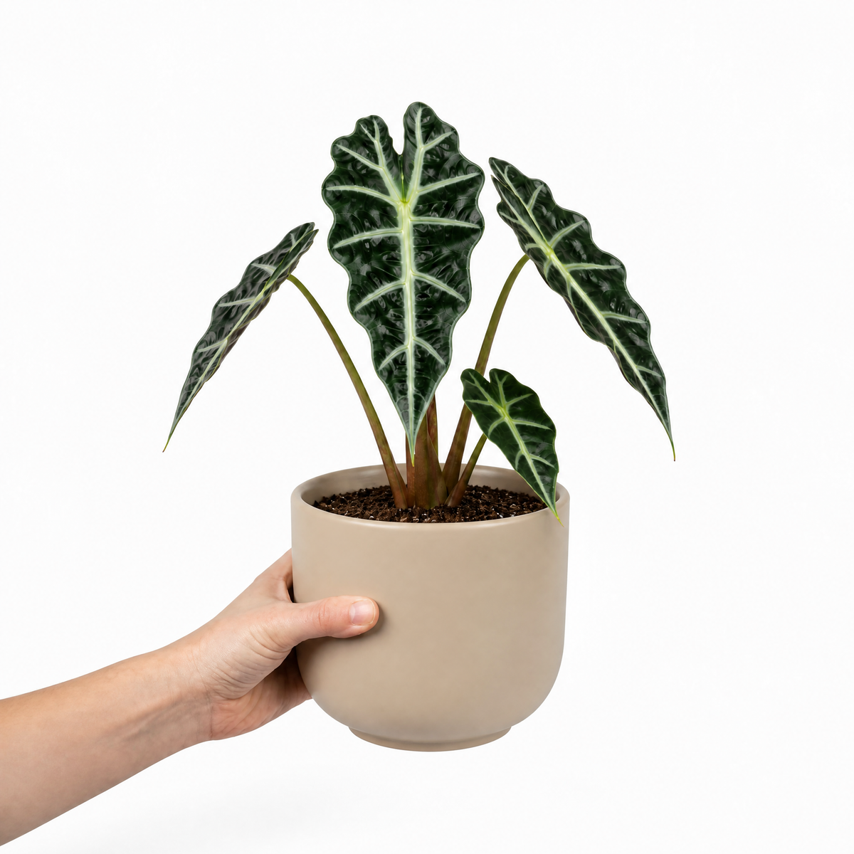 Alocasia Polly elephant's ear houseplant with dark green glossy leaves and pale veins.