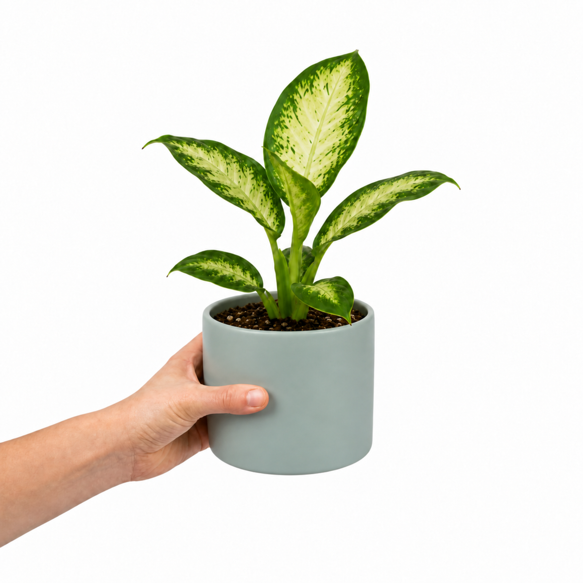Dieffenbachia Dumb Cane houseplant with cream and green variegated leaves.