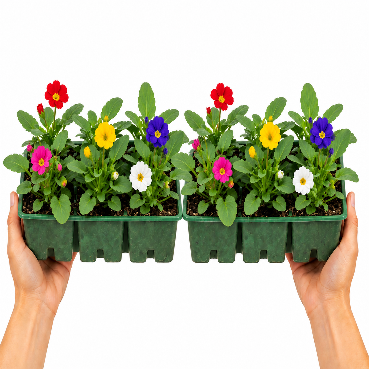 Polyanthus 'Piano Mix' bedding plants in flower in mixed jewel colours with bright centres