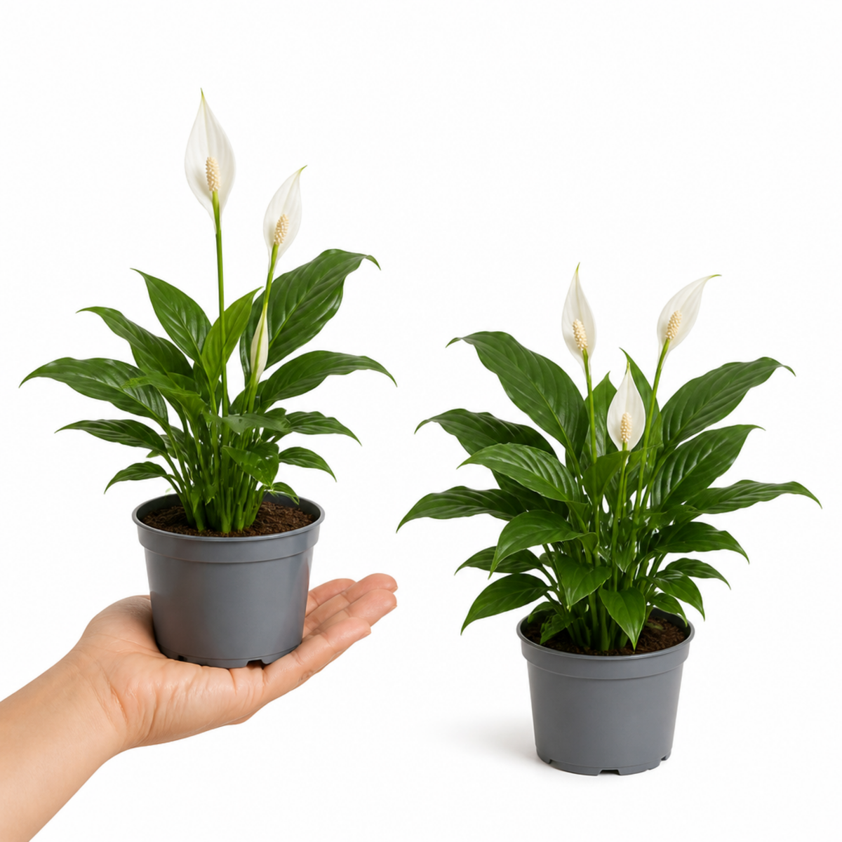 A peace lily houseplant with glossy green leaves and white flowers in a pot.