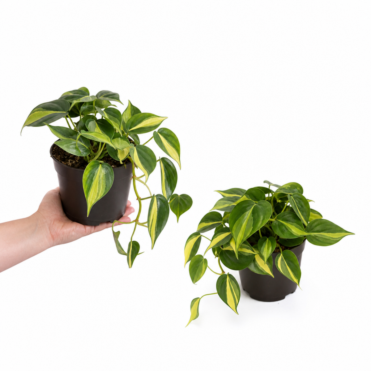 A Philodendron plant with green and lime-yellow variegated trailing leaves.