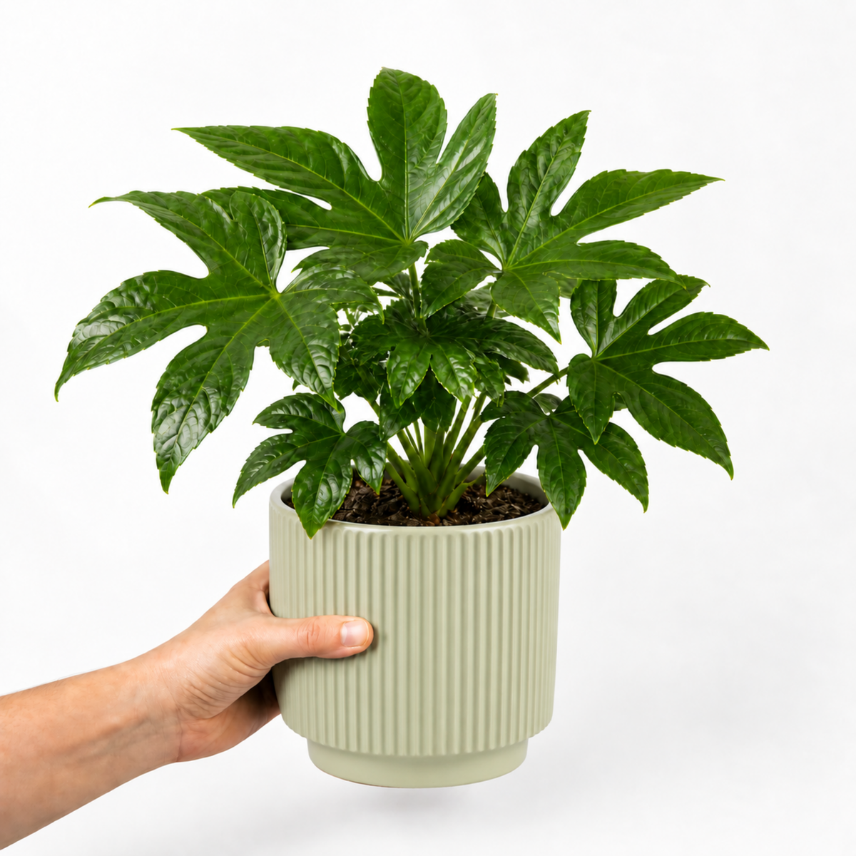 Fatsia japonica paper plant with large glossy green leaves.