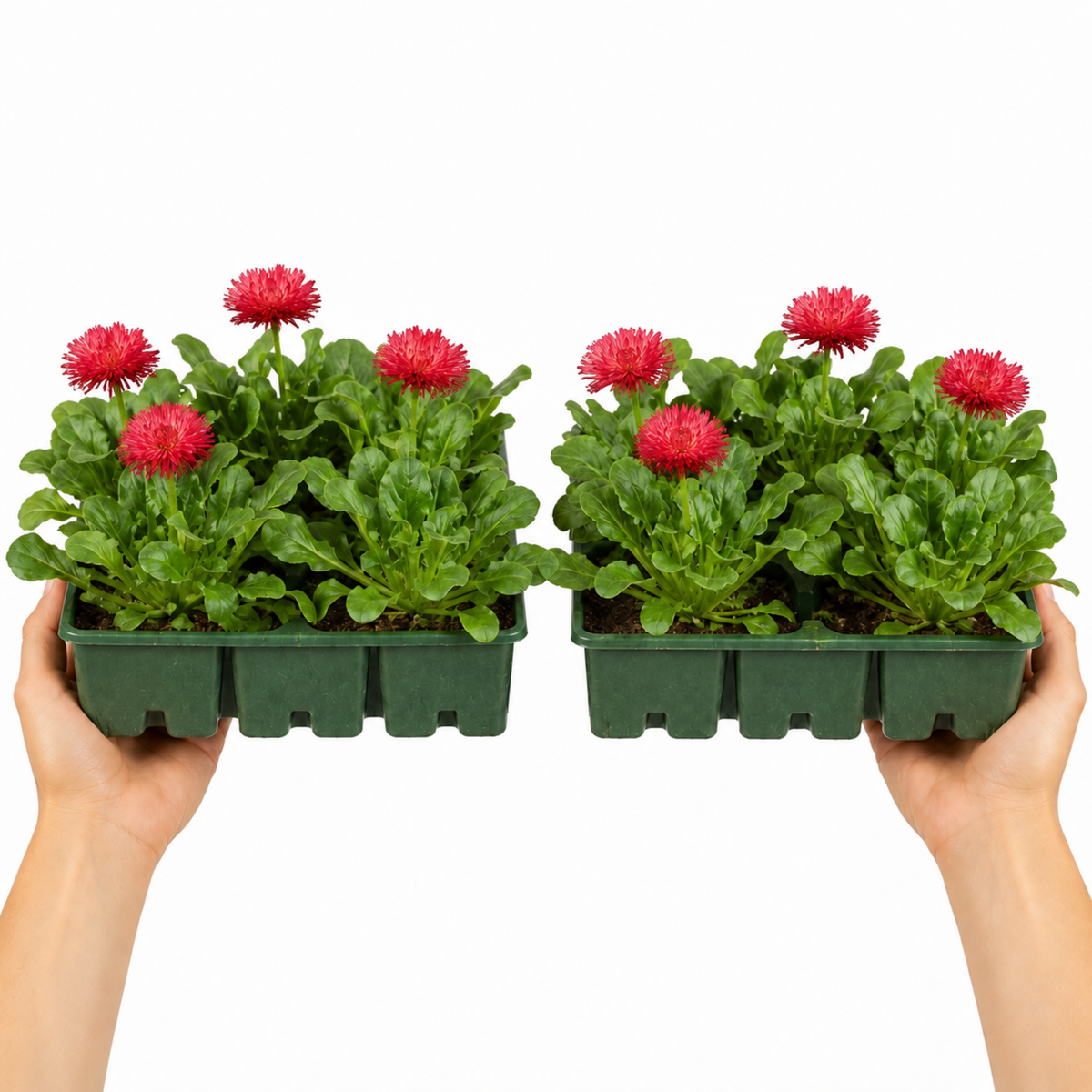 Red double pompom Bellis daisy flowers above bright green leaves.