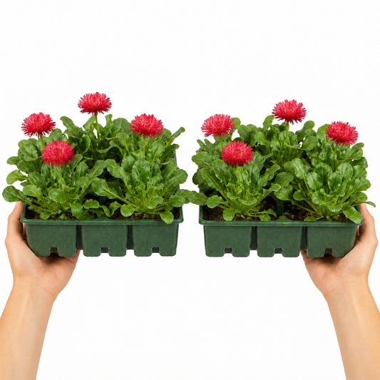 Red double pompom Bellis daisy flowers above bright green leaves.
