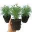 Set of 3 or 6 Large Plants - Cosmos Apollo White, Ready to Plant in Your Garden, Peat-Free
