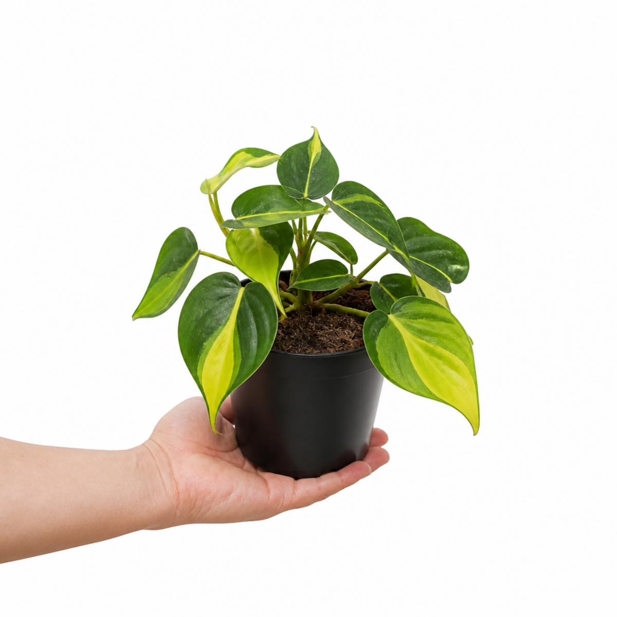 A Philodendron plant with green and lime-yellow variegated trailing leaves.