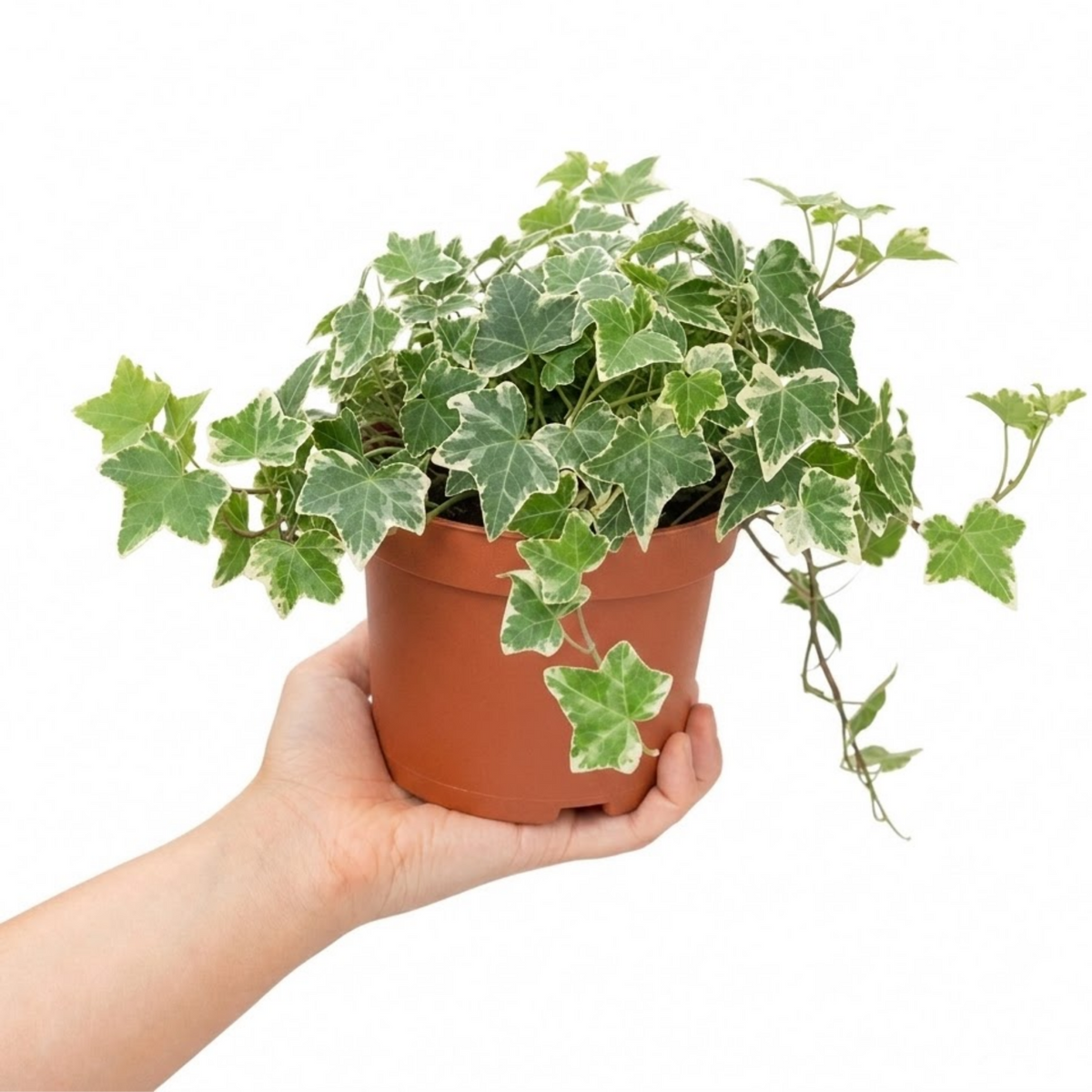 Variegated ivy trailing houseplant with green and cream leaves in a pot.