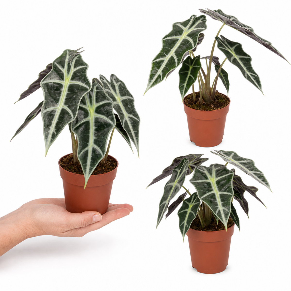 Alocasia Polly Elephant's Ear plant with deep green, white-veined leaves.